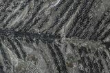 Fossil Plant (Walchia) & Bivalves - Kinney Quarry, NM #80464-1